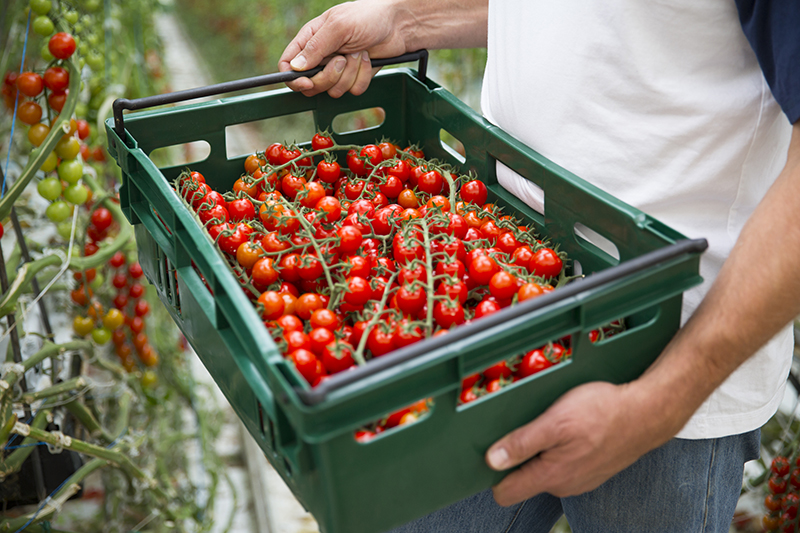 Cherry Tomatoes - Large bag (1.1lbs)