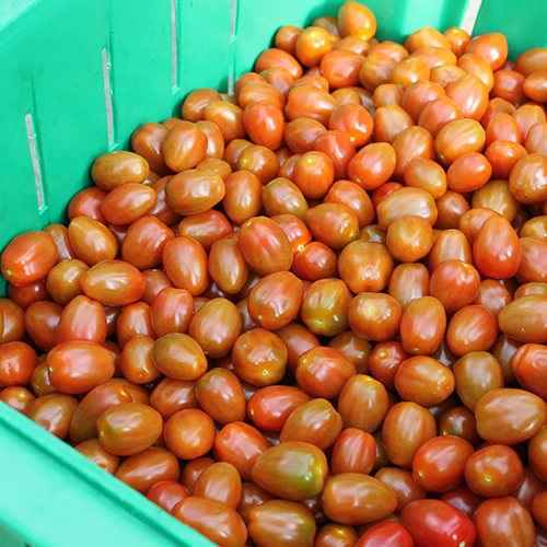 Red Grape Tomates - Bulk (lbs)