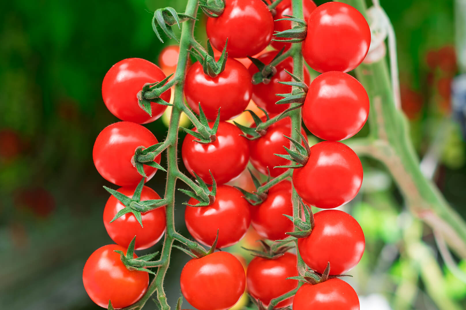 Cherry on the Vine Tomatoes - Bulk (lbs)