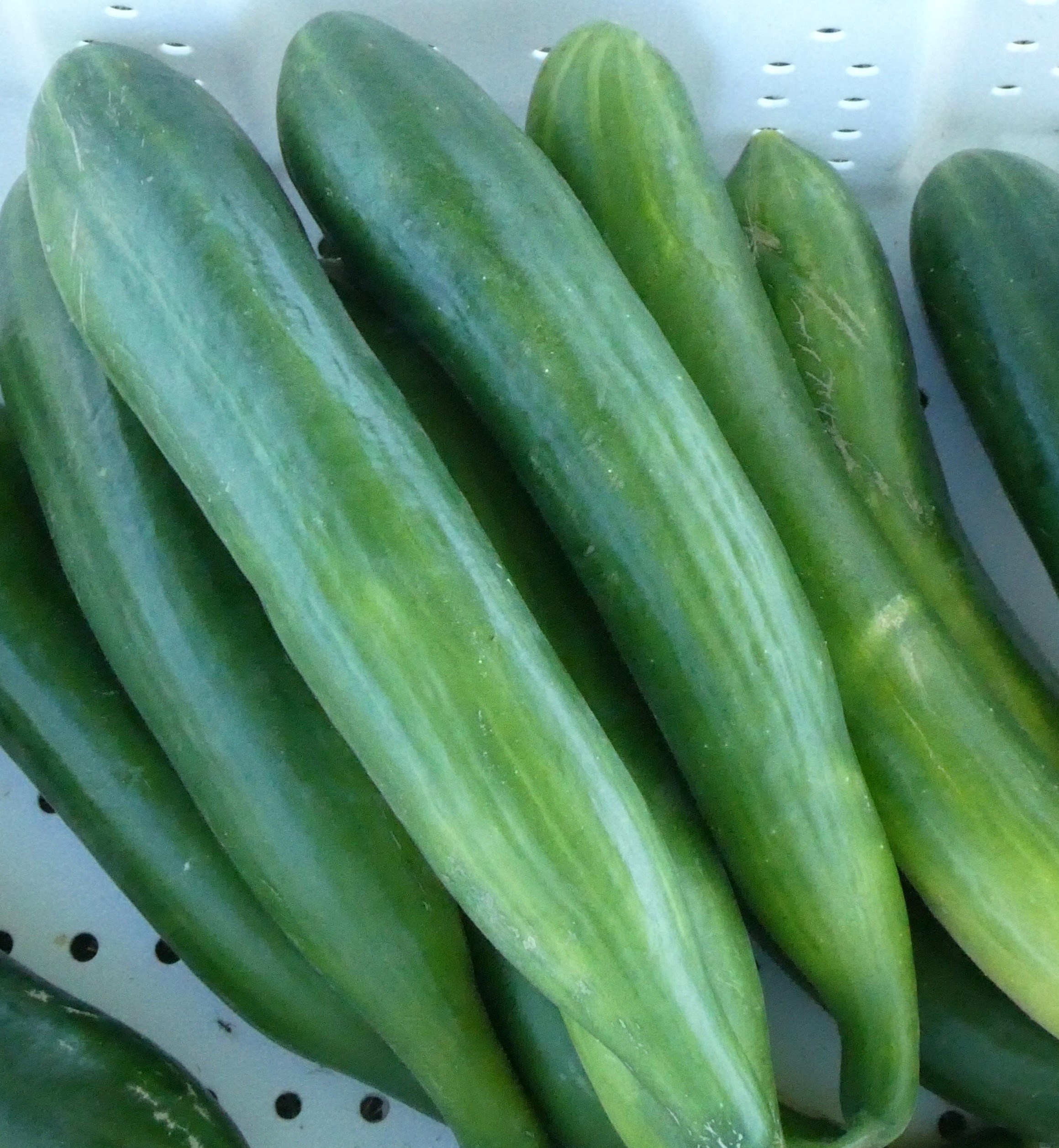 Long English Cucumbers - Bulk (/doz)