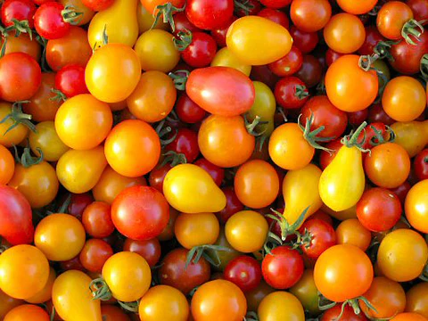 Mixed small tomatoes - Bulk (lbs) 